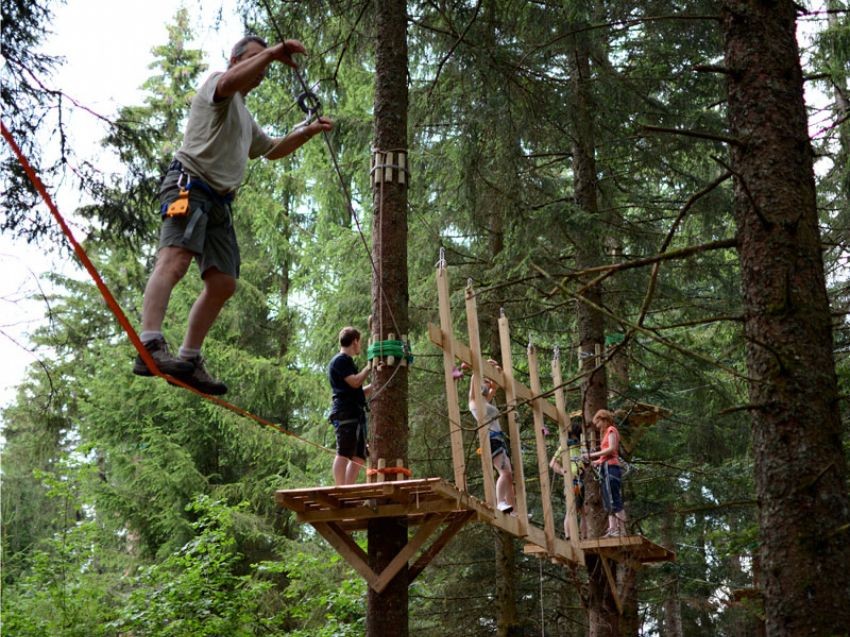 Through the forest and trees