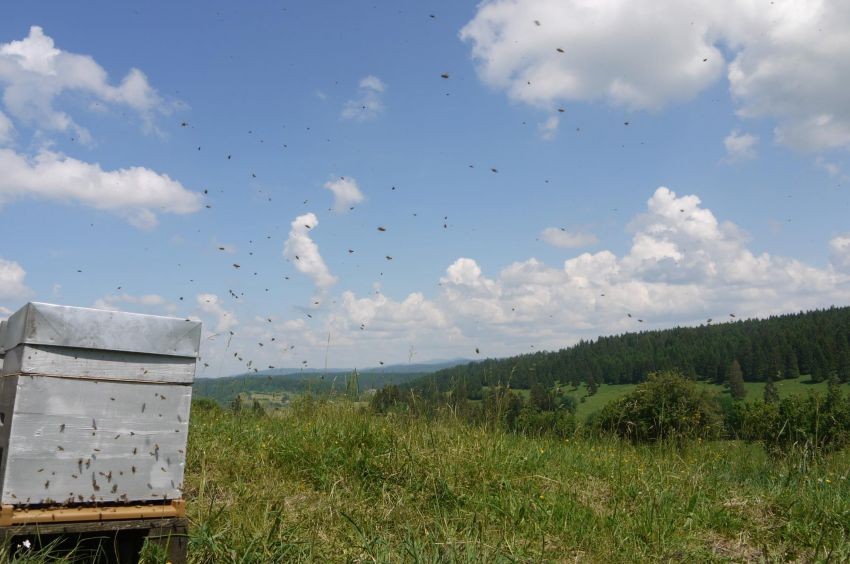 Le rucher des 2 lacs