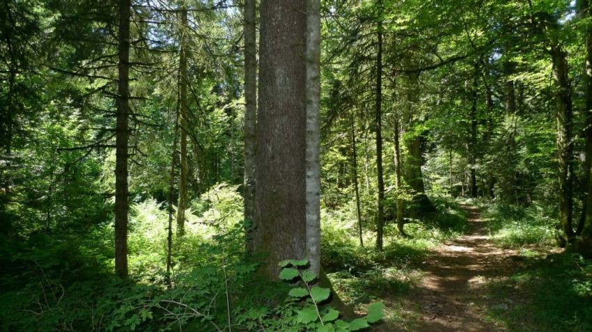 La Joux forest